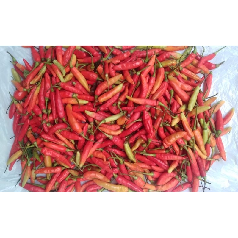 

Cabe Rawit Segar 250 Gram