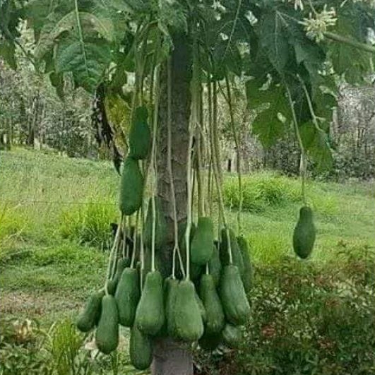 

Pepaya gantung/gandul lanang 1kg