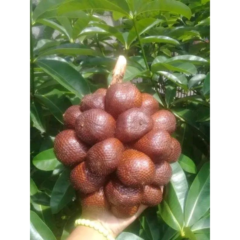 

SALAK PONDOH dompolan/tangkaian tahan lama