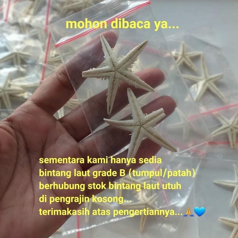 cermin kerang prakarya (bahan-diy)