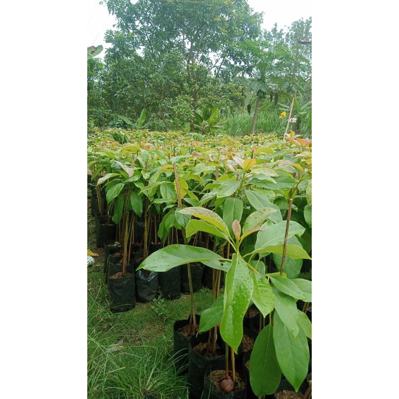[PROMO BELI 5 GRATIS 1 ]Bibit alpukat siger 1/sibatu Lampung sagat terjamin ke aslianya 100% sagat v