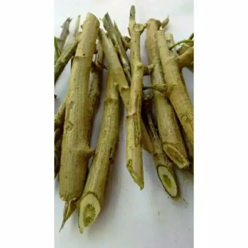 Stek batang insulin/bibit pohon insulin/tanaman insulin/stek insulin