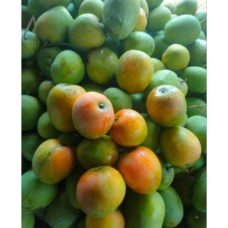 mangga gedong gincu matang pohon perkilo