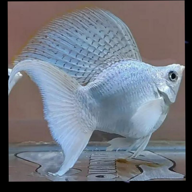HIASAN AQUARIUM TOP GRADE MOLLY JANT*N PLATINUM CAWANG BALON