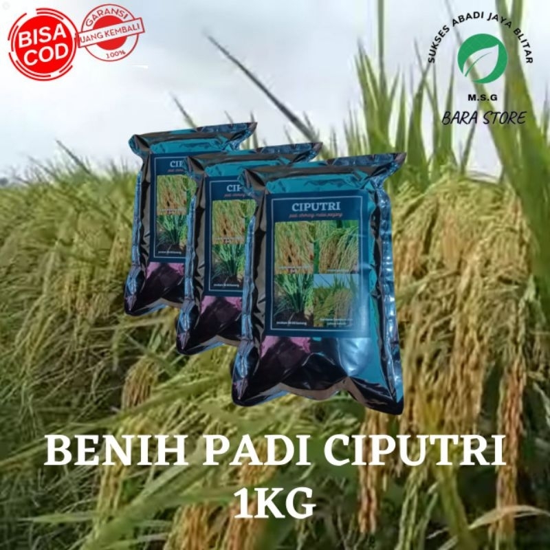 benih padi ciputri 1kg