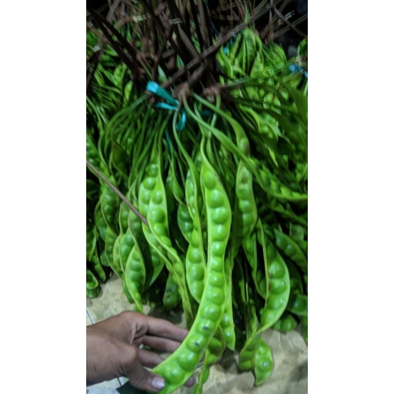 

promo pete segar murah perpapan