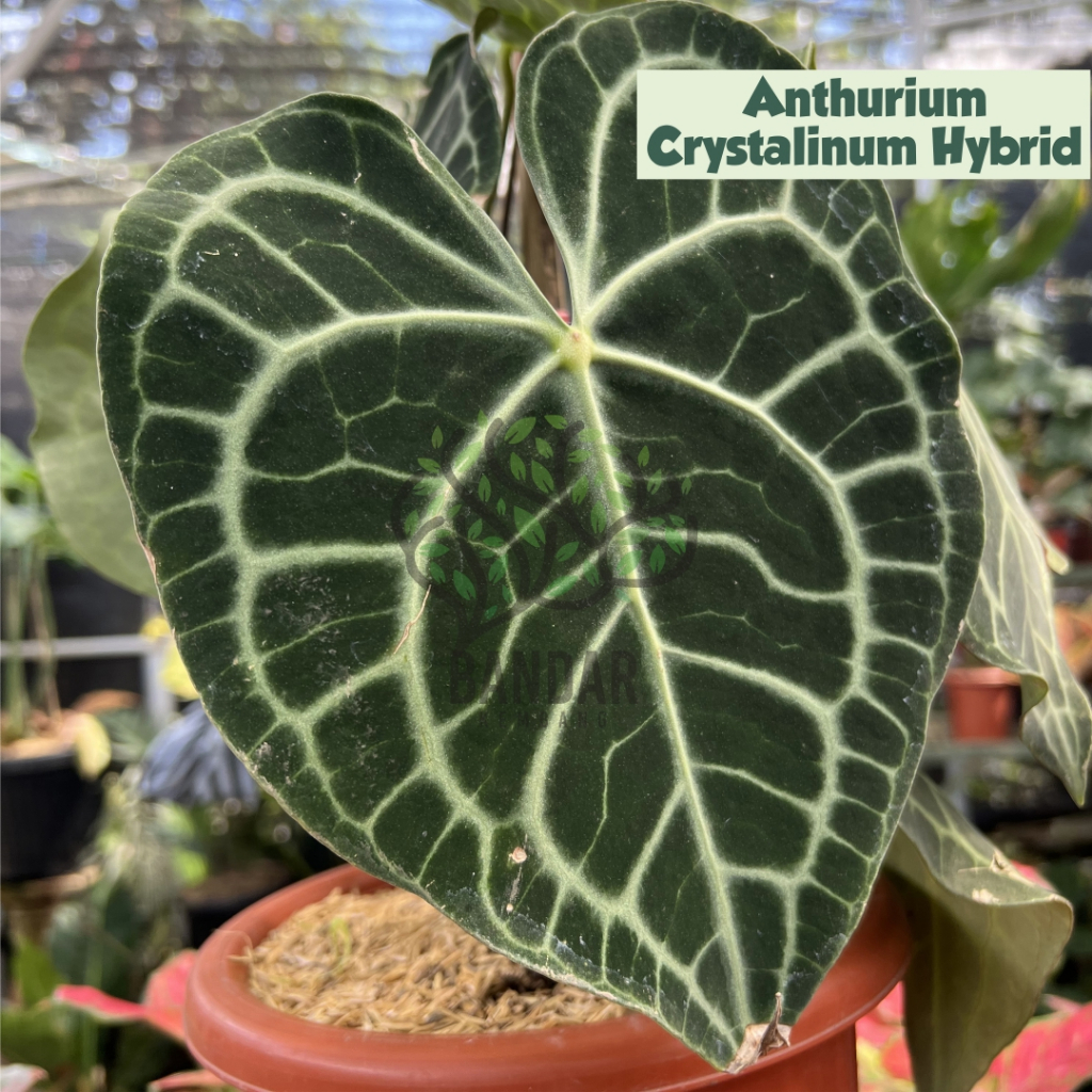 Anthurium Crystalinum Hybrid / Kuping Gajah Daun Rimbun Tanaman Hias Rumah Tanaman Unik Esthetik