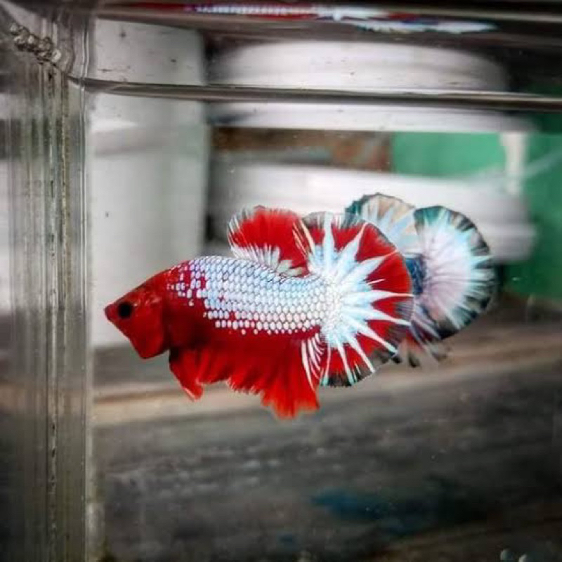 

PK FCCP RED HEAD