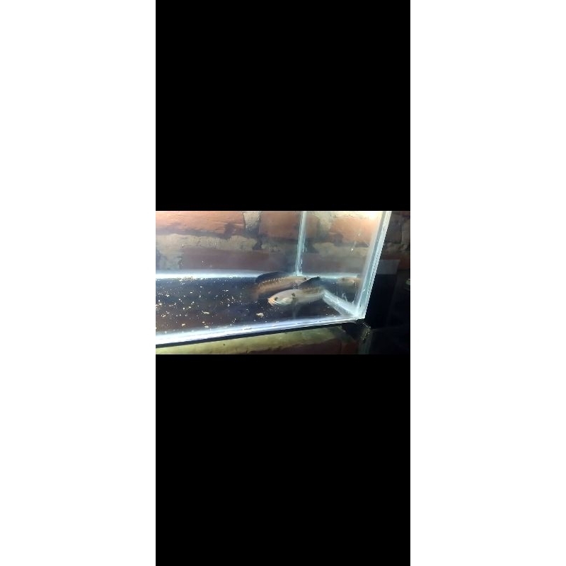 HIASAN AQUARIUM ANDRAO 11-12CM