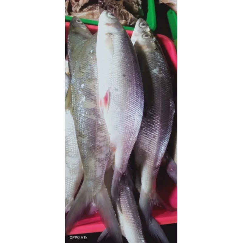 

ikan bandeng