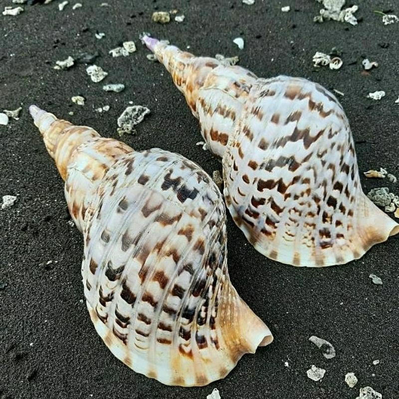 CANGKANG KERANG JUMBO BESAR KOLEKSI DEKORASI