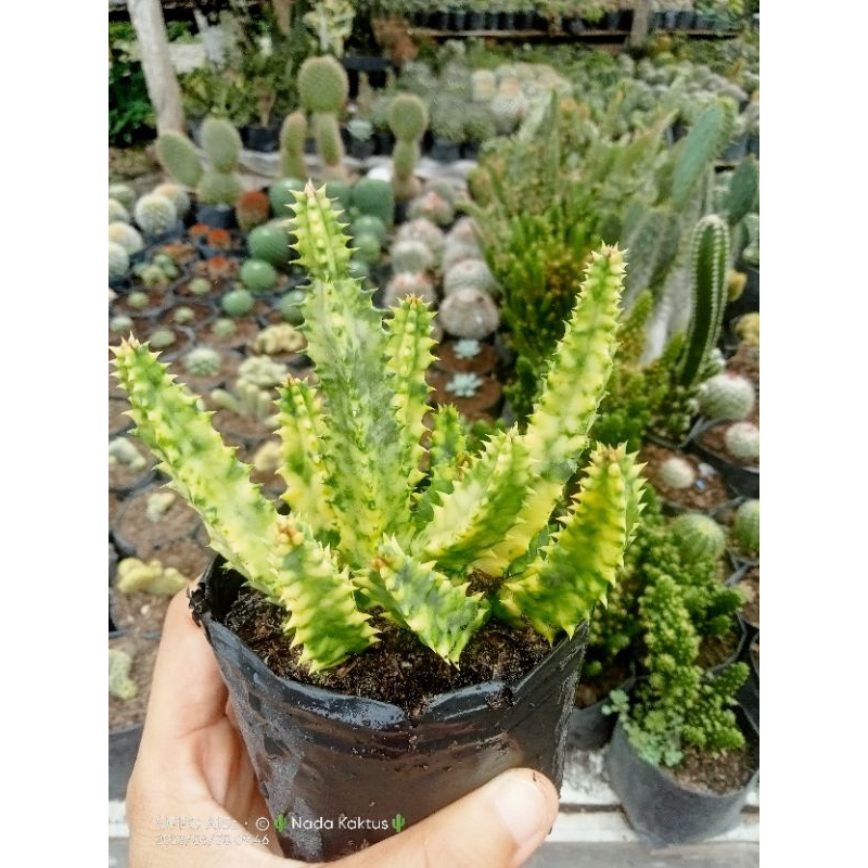Kaktus huernia varigata/kaktus murah/kaktus pasaman