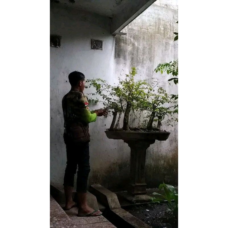 Bahan Bonsai Rukem Pucuk Merah Raff 1 Meter Angker