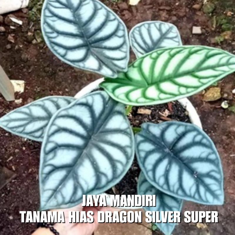 TANAMAN HIAS DRAGON SILVER (KELADI TENGKORAK) SUPER