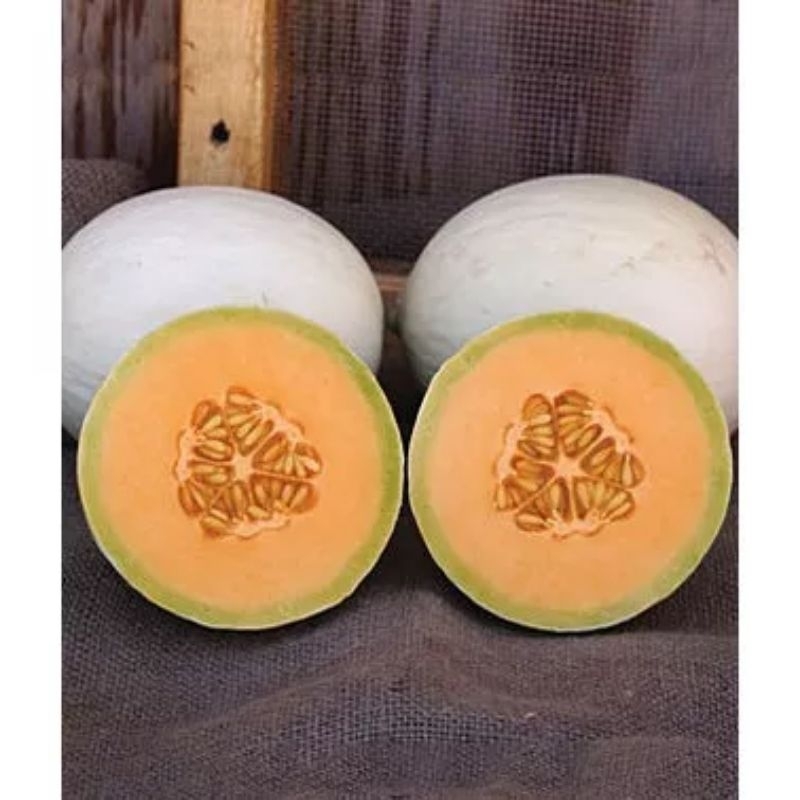 buah melon honey dewy hydroponik/ green house