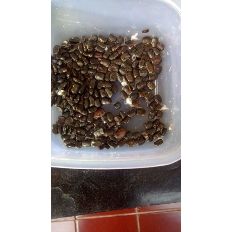 

⭐️⭐️⭐️⭐️⭐️ biji / bibit bunga telaang premium 250 biji