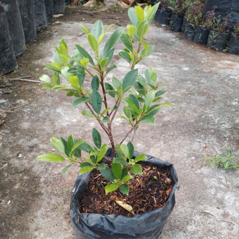 Bahan bonsai beringin  ficus kimeng