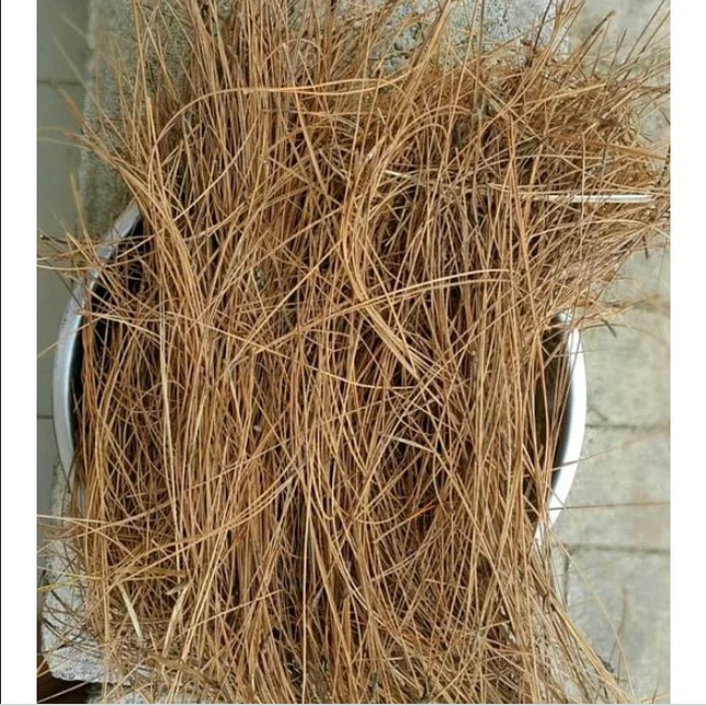 500 gram Daun pinus kering / daun pinus kering Untuk Sarang Burung