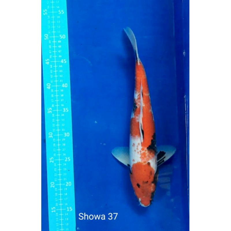 Ikan Koi Kohaku 38cm Sanke 37cm showa 37cm