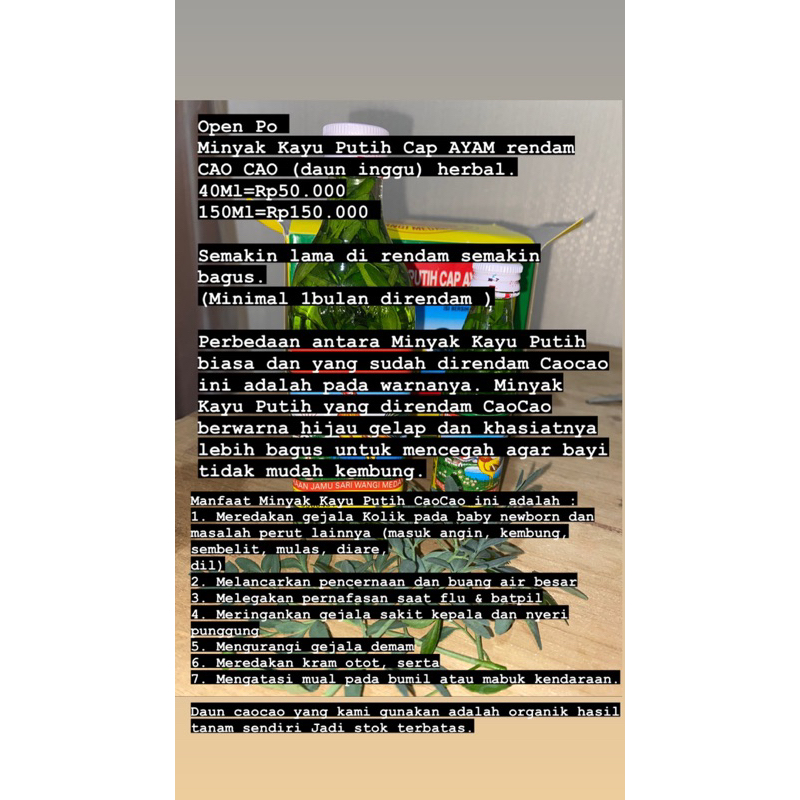 Minyak Kayu Putih Cap AYAM rendam CAO CAO (daun inggu) herbal.