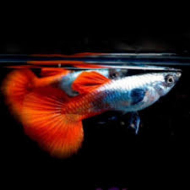 Replika ikan hias gupi prt isi 15 pcs