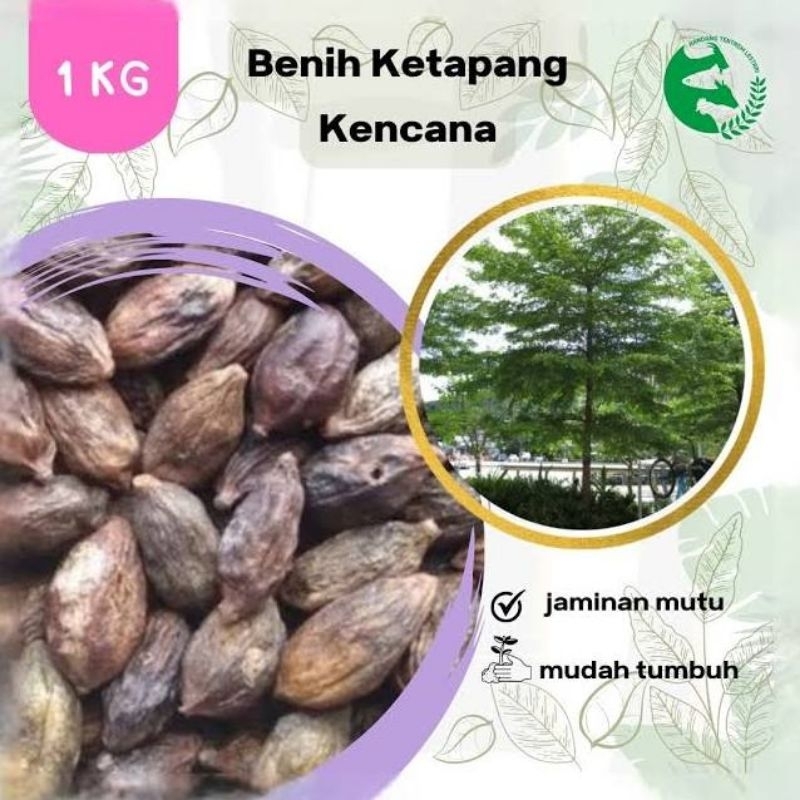 Biji Ketapang Kencana Biji Benih Ketapang