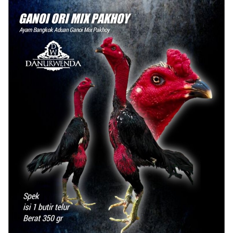 Ayam Bangkok Ganoi mix Pakhoy telur perbutir