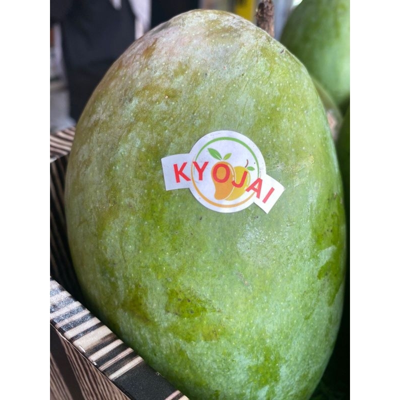 buah mangga|mangga kyojai|buah mangga kyojai mengkel|mateng|nuri fruits|buah segar|buah segar bandun