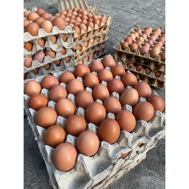 

TELUR FRESHH | gratis tray demi keamanan saat packing