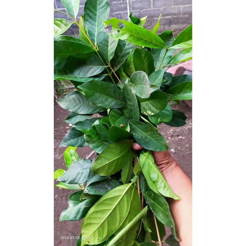 

Daun salam 250 gr fresh pesan baru dipetikkan termurah