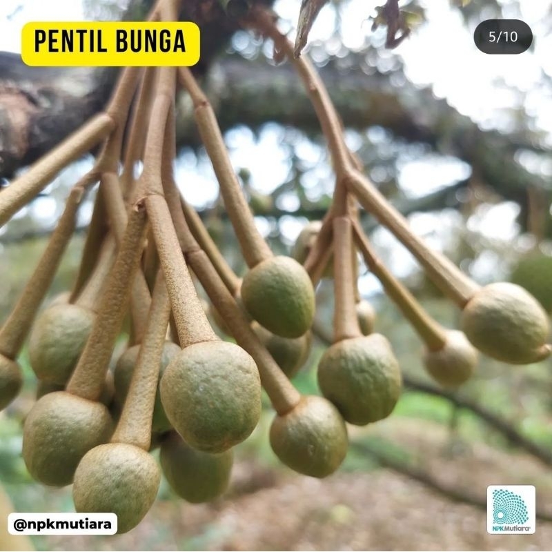 bibit buah durian hitam kaki 3 berkualitas hasil okulasi  cepat berbuah