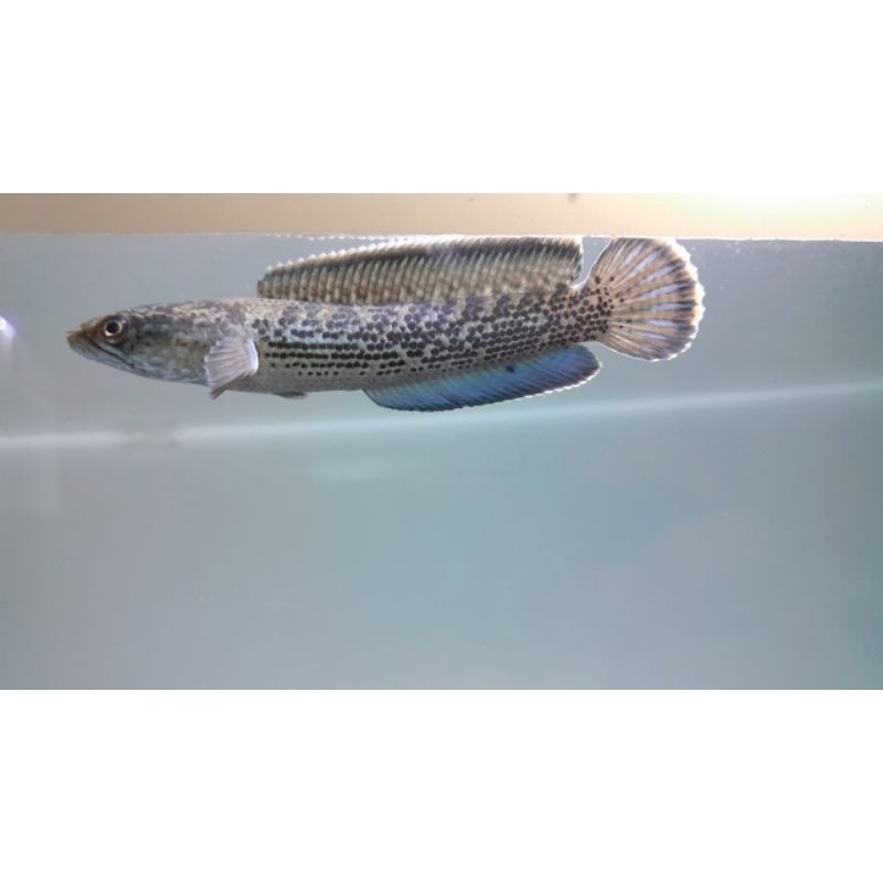 

Channa stewarti 5-7cm