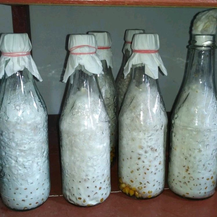 BIBIT F1 JAMUR TIRAM PUTIH