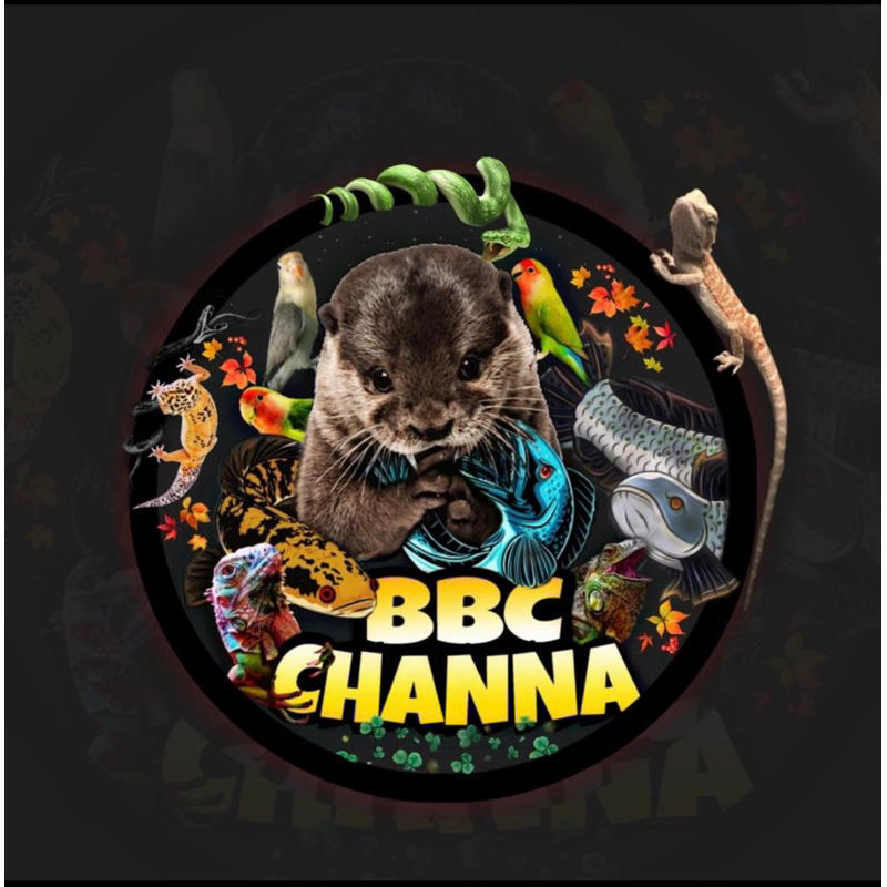 stiker channa asiatica rsp uk 30-32 cm