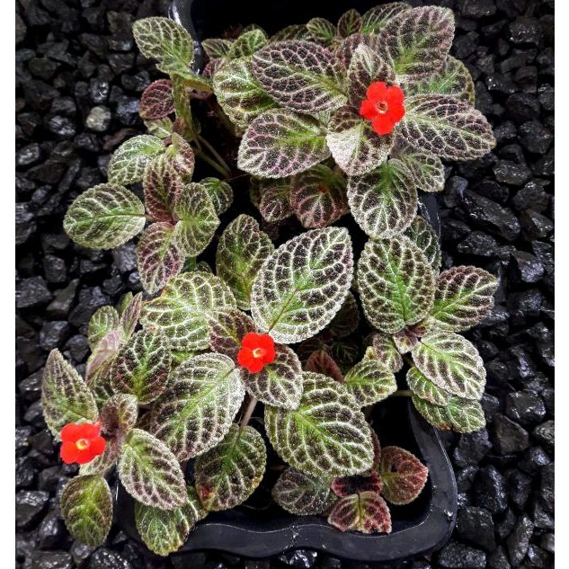 episcia import butternut / episcia butter nut