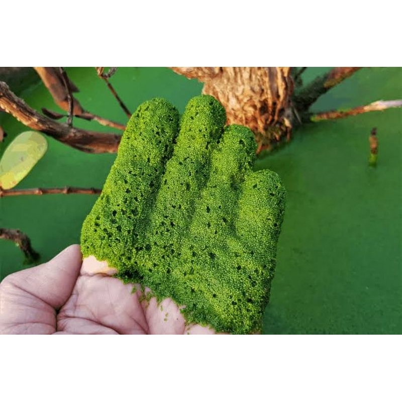WOLFFIA ARRHIZA 10 GRAM
