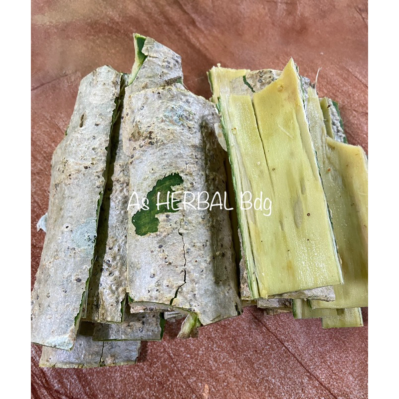 

Kulit pohon kelor segar langsung dari pohon nya-az