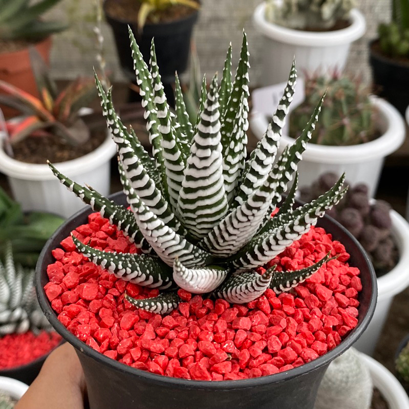 Haworthia Zebra