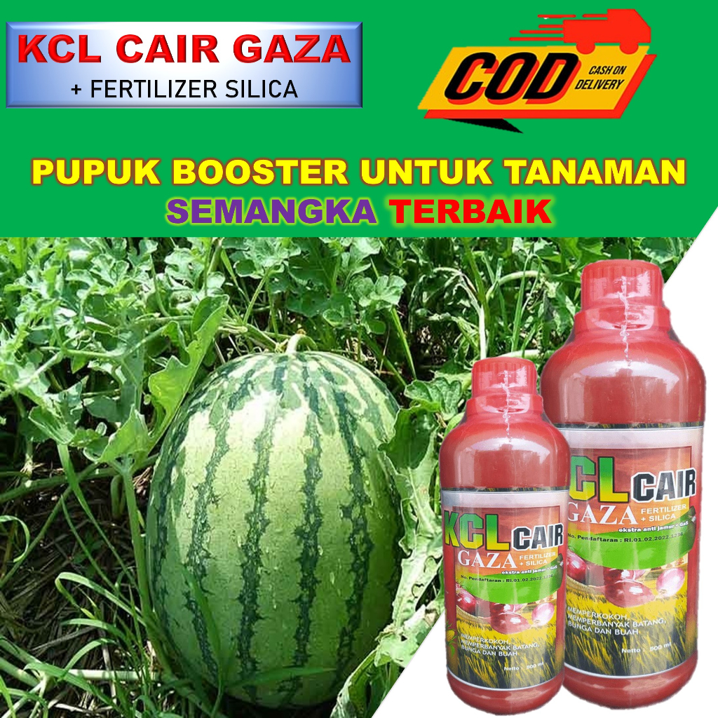 (BISA COD) KCL GAZA CAIR 500ML PUPUK ORGANIK UNTUK PERTUMBUHAN BUAH SEMANGKA TERBAIK