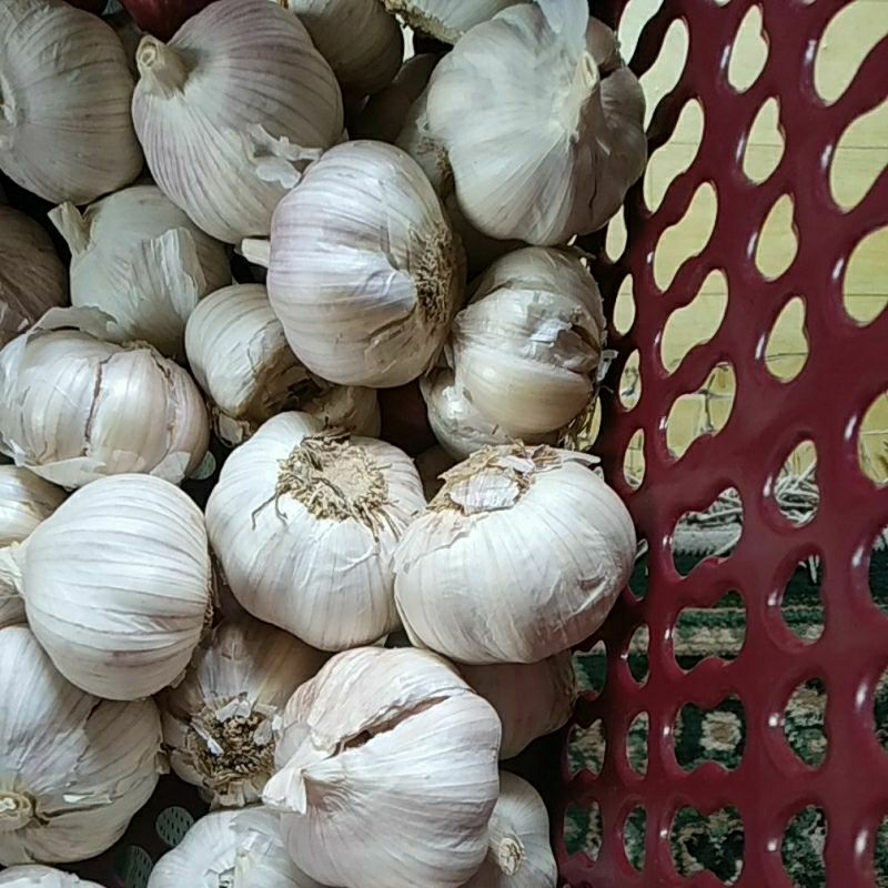 

bawang putih