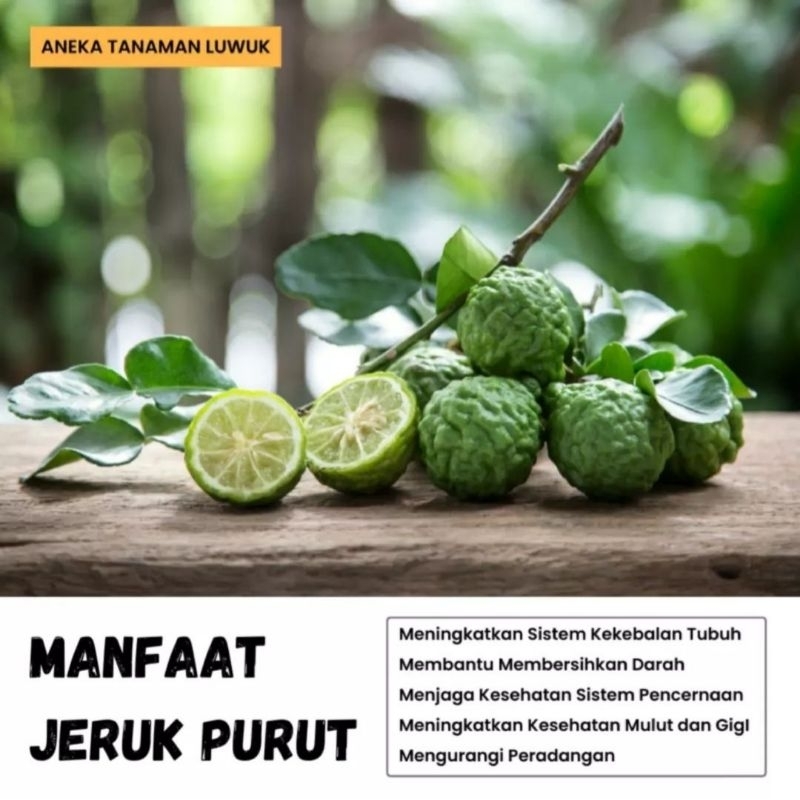 {BISA COD} tanaman buah jeruk purut pohon jeruk purut bibit pohon buah jeruk purut