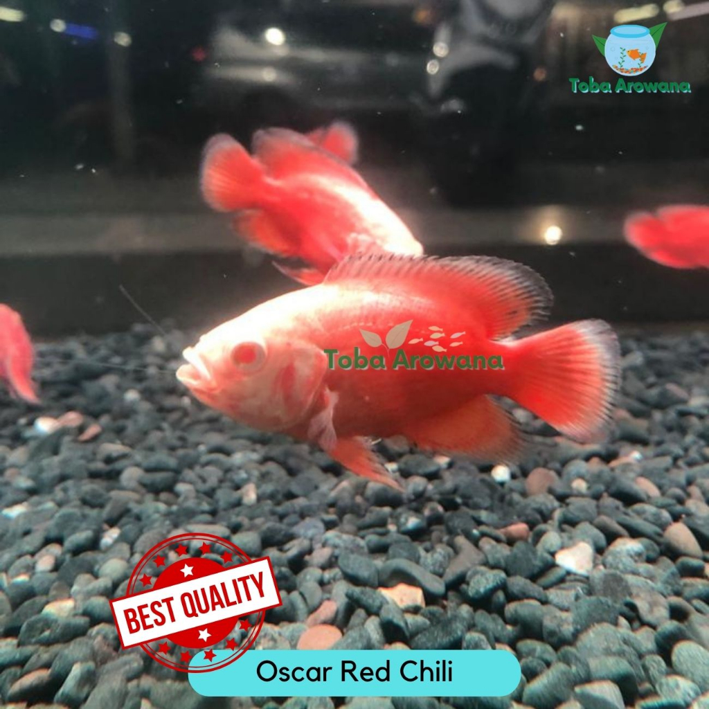 Oscar Red Chili Kualitas A+ Ikan Predator Arowana Pbass Aligator RTC