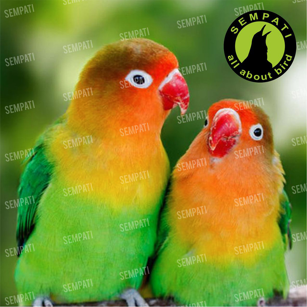 Unique Mixseeds Mix Seed Bird Food Pakan Harian Burung Lovebird Falk Parrot Parkit Daily Food Milet Campur Biji Bijian