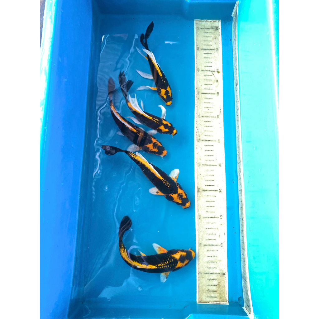 Ikan koi blitar kabuto sangar