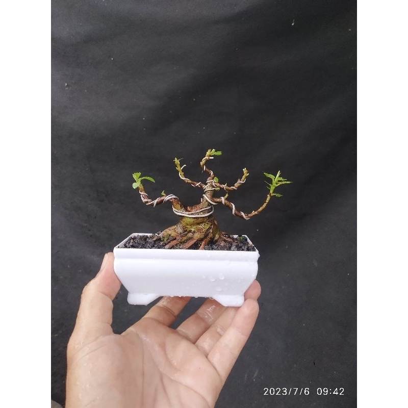 Bahan bonsai mame loa