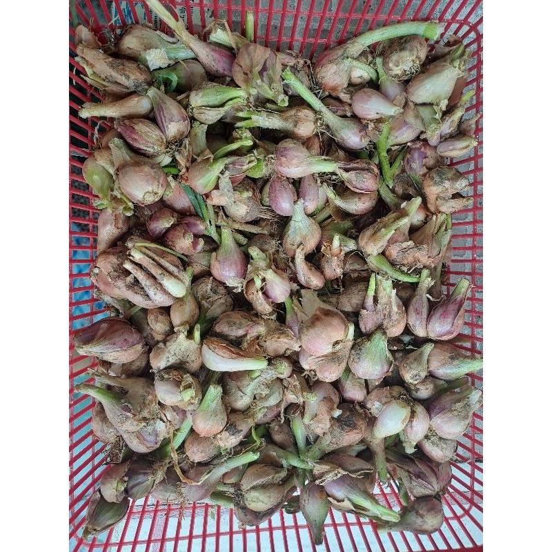 

READY BAWANG SUMENEP ASLI AMBIT