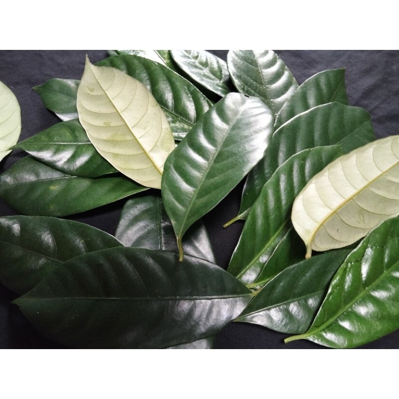 

DAUN PALA SEGAR ORIGINAL REMPAH DAUN PALA 200gr