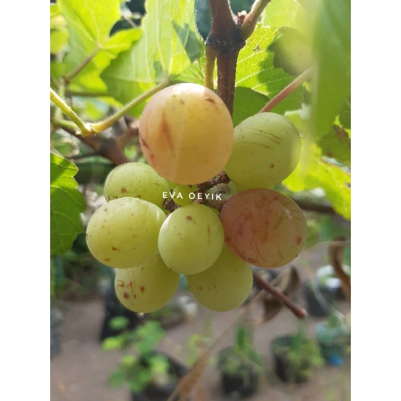 Anggur Isabella Cutting