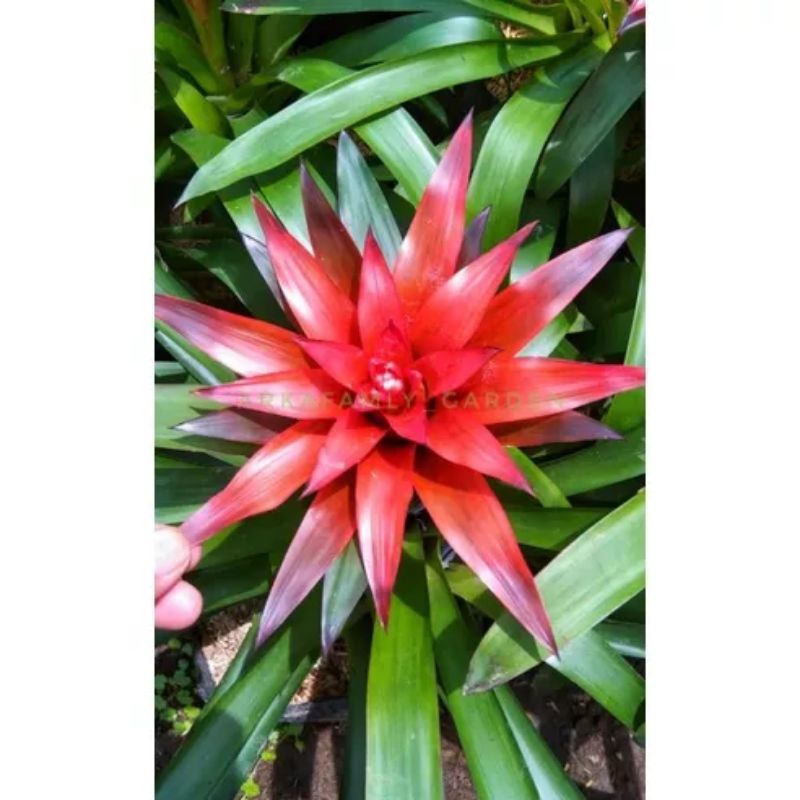 Tanaman bromelia guzmania merah kondisi sudah berbunga stok dewasa atau big siap dikirim
