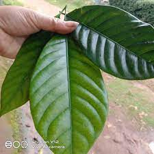 

Daun Pala Segar 1kg Langsung Petik